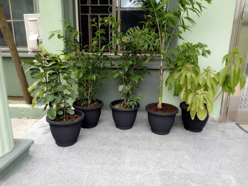 For Your Landscaping And Horticulture In Lekki Phase 1, Lagos, Lagos State Nigeria: Call: 2347025422201 Or Peter 2348188876528 Email: bummyla@gmail.com https://www.bummyla.com