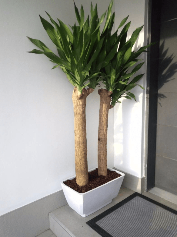 For Your Landscaping And Horticulture In Lekki Phase 1, Lagos, Lagos State Nigeria: Call: 2347025422201  Or Peter 2348188876528  Email: bummyla@gmail.com https://www.bummyla.com