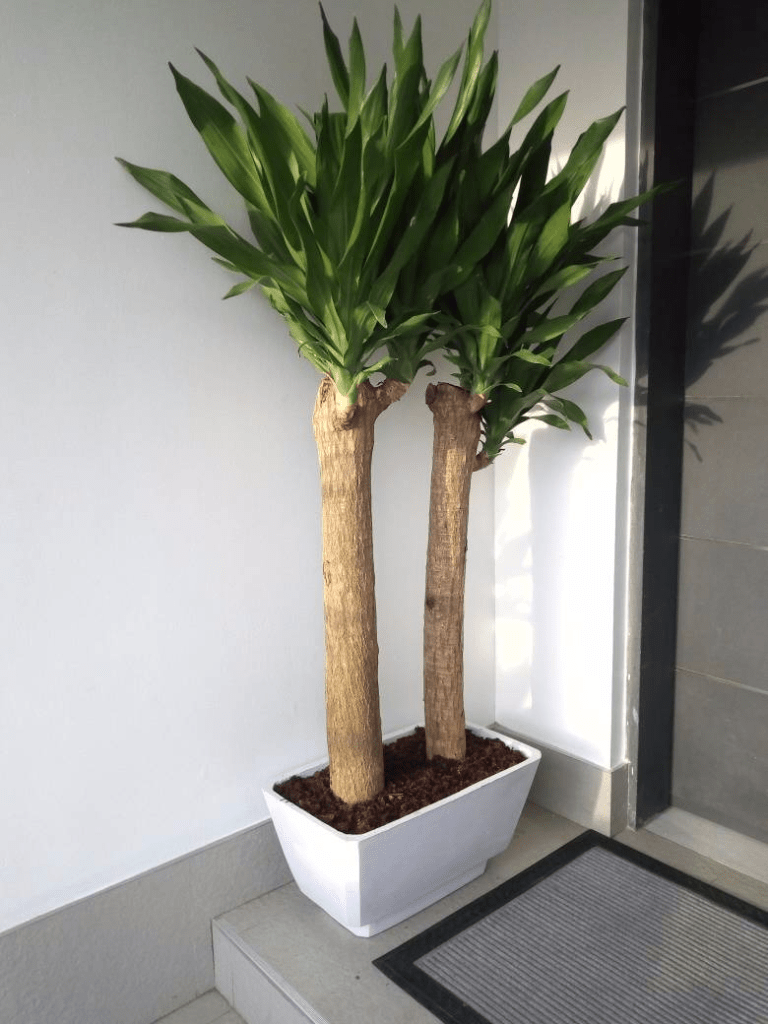 For Your Landscaping And Horticulture In Lekki Phase 1, Lagos, Lagos State Nigeria: Call: 2347025422201 Or Peter 2348188876528 Email: bummyla@gmail.com https://www.bummyla.com
