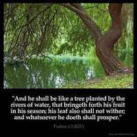 Psalms_1-3: And he shall be like a tree planted by the rivers of water, that bringeth forth his fruit in his season; his leaf also shall not wither; and whatsoever he doeth shall prosper