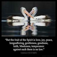 Galatians_5-22: But the fruit of the Spirit is love, joy, peace, longsuffering, gentleness, goodness, faith