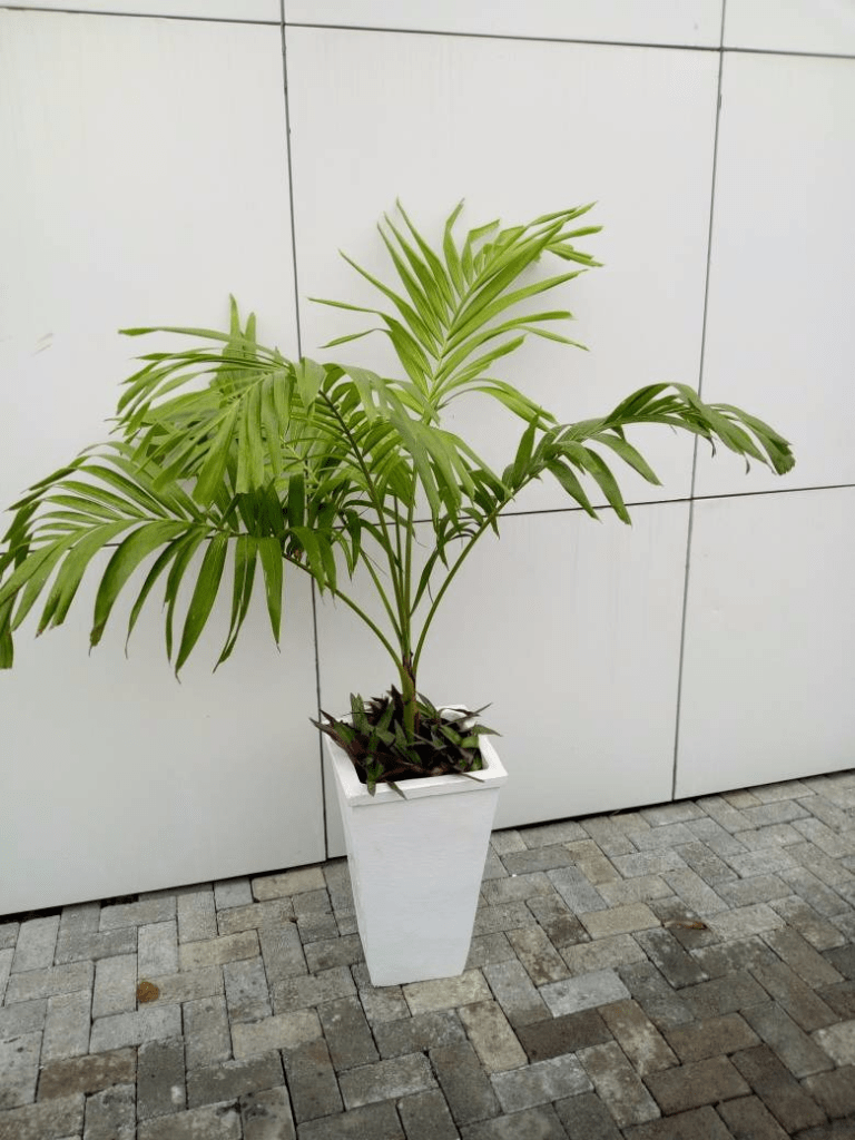 Call For Your Horticulturist: Call: 2347025422201 Or Peter 2348188876528 Email: bummyla@gmail.com https://www.bummyla.com
