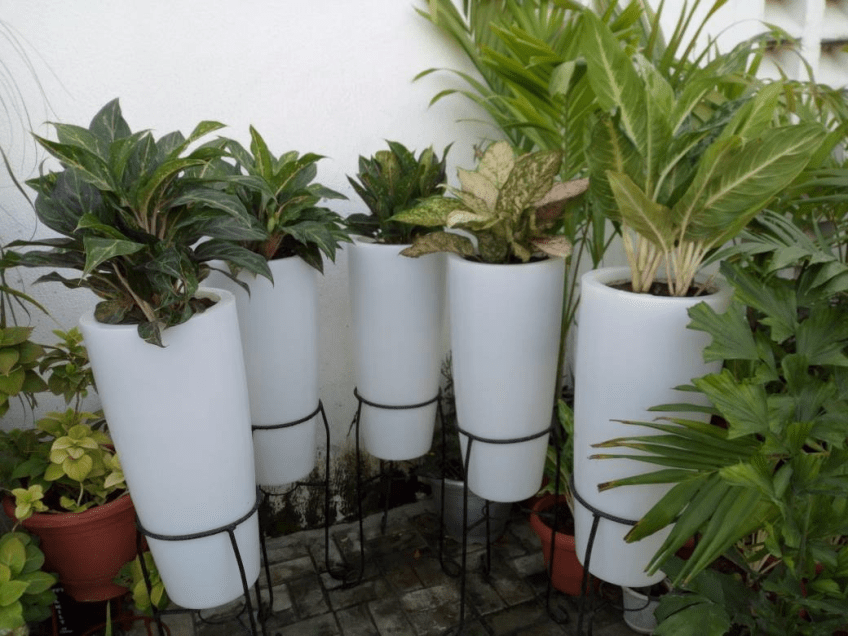 Call For Your Horticulturist: Call: 2347025422201 Or Peter 2348188876528 Email: bummyla@gmail.com https://www.bummyla.com