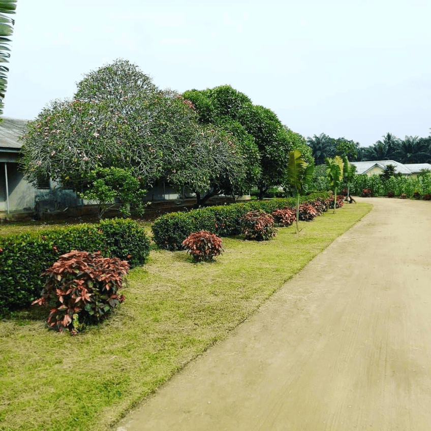 For Your Landscaping And Horticulture In Lekki Phase 1, Lagos, Lagos State Nigeria: Call: 2347025422201 Or Peter 2348188876528 Email: bummyla@gmail.com https://www.bummyla.com