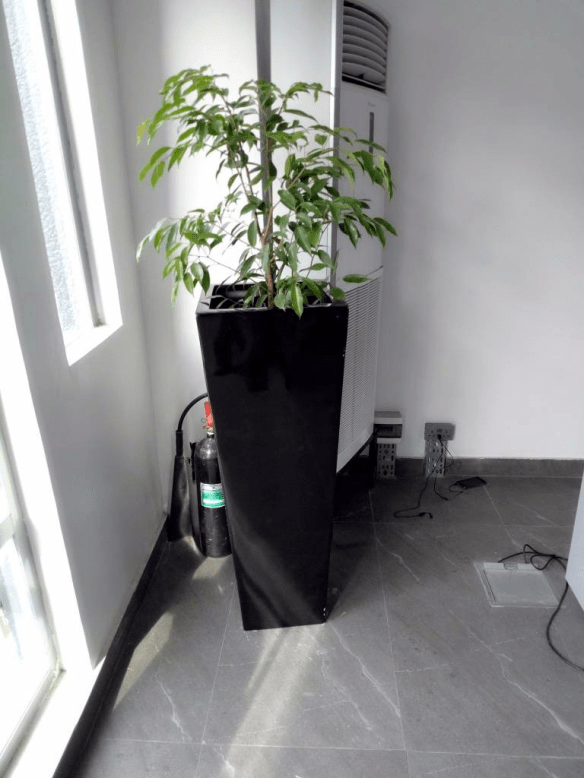 Call For Your Potted Plants In Lekki Phase 1, Lagos, Lagos State Nigeria: Call: 2347025422201  Or Peter 2348188876528  Email: bummyla@gmail.com https://www.bummyla.com 