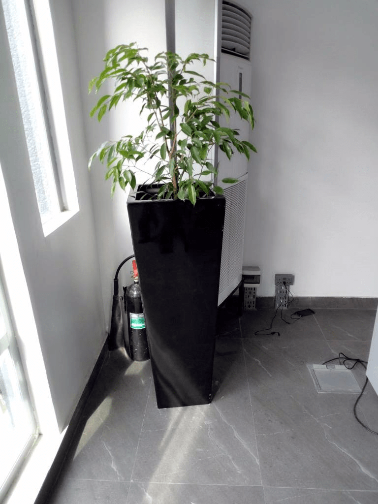 Call For Your Potted Plants In Lekki Phase 1, Lagos, Lagos State Nigeria: Call: 2347025422201 Or Peter 2348188876528 Email: bummyla@gmail.com https://www.bummyla.com