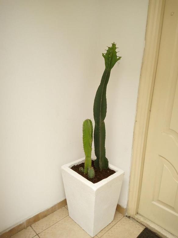 For Your Home Garden Horticultural Services. Call: 2347025422201  Or Peter 2348188876528  Email: bummyla@gmail.com https://www.bummyla.com 