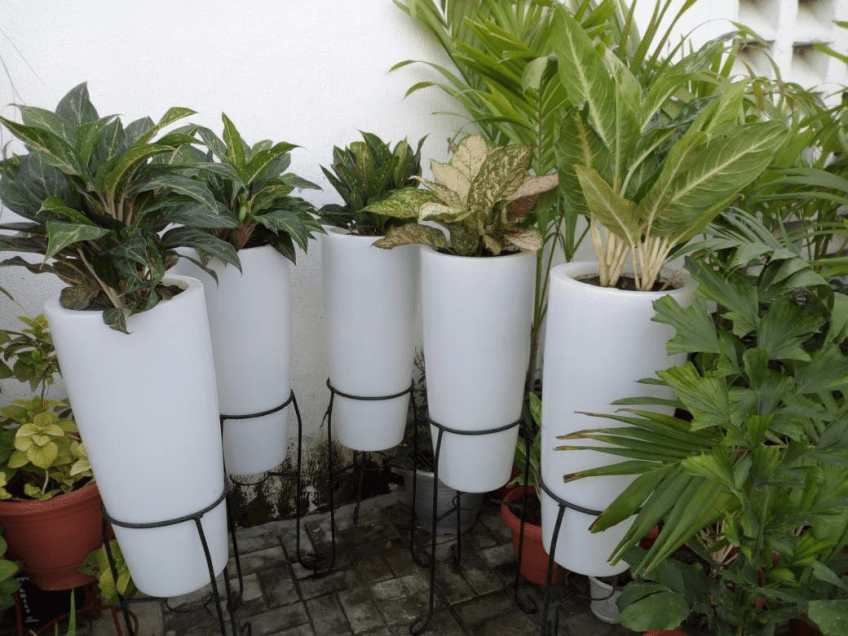 Call For Your Horticulturist: Call: 2347025422201 Or Peter 2348188876528 Email: bummyla@gmail.com https://www.bummyla.com