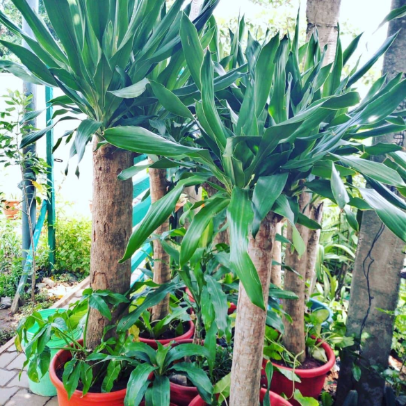 For Your Landscaping And Horticulture In Lekki Phase 1, Lagos, Lagos State Nigeria: Call: 2347025422201 Or Peter 2348188876528 Email: bummyla@gmail.com https://www.bummyla.com
