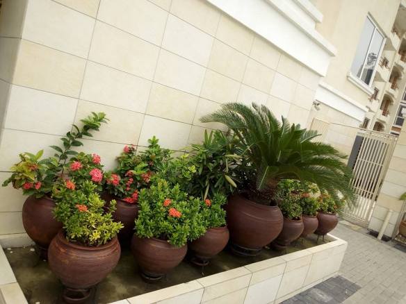 For Your Home Garden Horticultural Services. Call: 2347025422201  Or Peter 2348188876528  Email: bummyla@gmail.com https://www.bummyla.com 