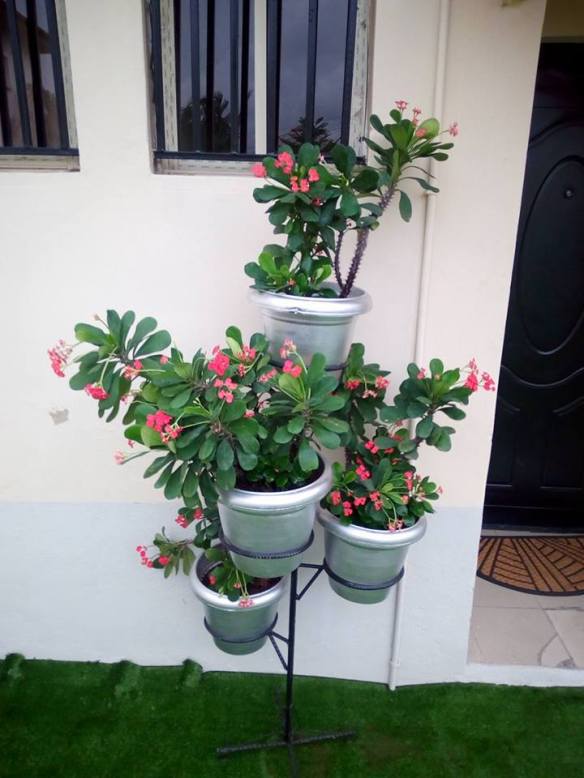 For Your Home Garden Horticultural Services. Call: 2347025422201  Or Peter 2348188876528  Email: bummyla@gmail.com https://www.bummyla.com 