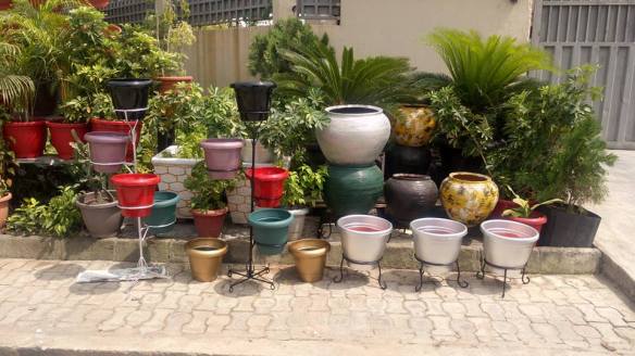 For Your Horticulture Services Call: 2347025422201  Or Peter 2348188876528  Email: bummyla@gmail.com https://www.bummyla.com 