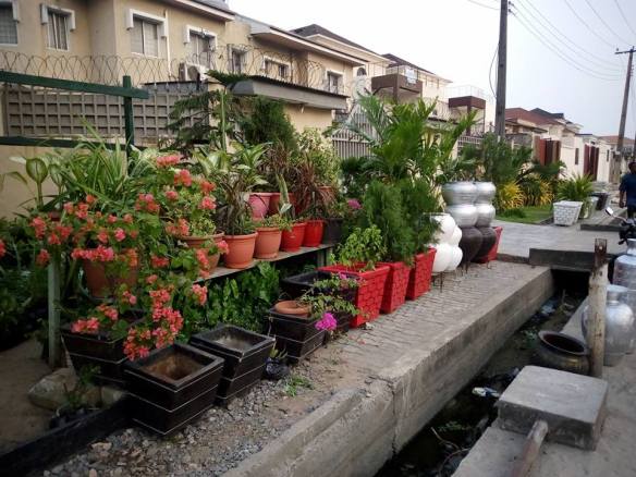 For Your Horticulture Services Call: 2347025422201 Or Peter 2348188876528 Email: bummyla@gmail.com https://www.bummyla.com