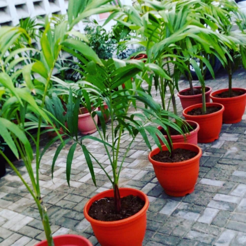 For Your Landscaping And Horticulture In Lekki Phase 1, Lagos, Lagos State Nigeria: Call: 2347025422201 Or Peter 2348188876528 Email: bummyla@gmail.com https://www.bummyla.com