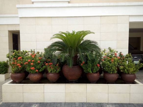 For Your Home Garden Horticultural Services. Call: 2347025422201 Or Peter 2348188876528 Email: bummyla@gmail.com https://www.bummyla.com