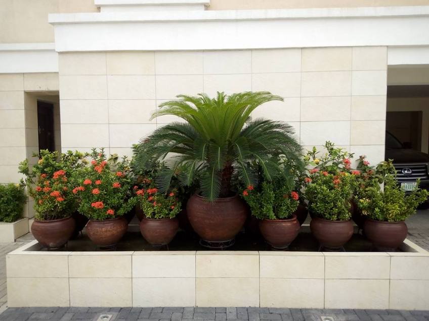 For Your Home Garden Horticultural Services. Call: 2347025422201 Or Peter 2348188876528 Email: bummyla@gmail.com https://www.bummyla.com