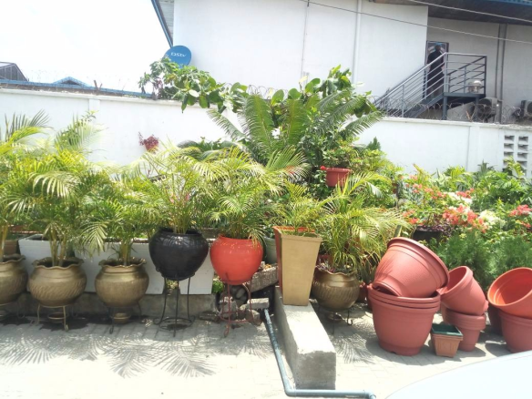 For Your Lekki Garden Maintenance Services. Call: 2347025422201  Or Peter 2348188876528  Email: bummyla@gmail.com https://www.bummyla.com 