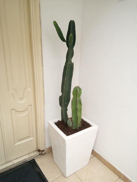 For Your Home Garden Horticultural Services. Call: 2347025422201  Or Peter 2348188876528  Email: bummyla@gmail.com https://www.bummyla.com 