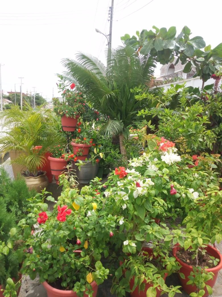 For Your General Garden Maintenance. Call: 2347025422201 Or Peter 2348188876528 https://www.bummyla.com