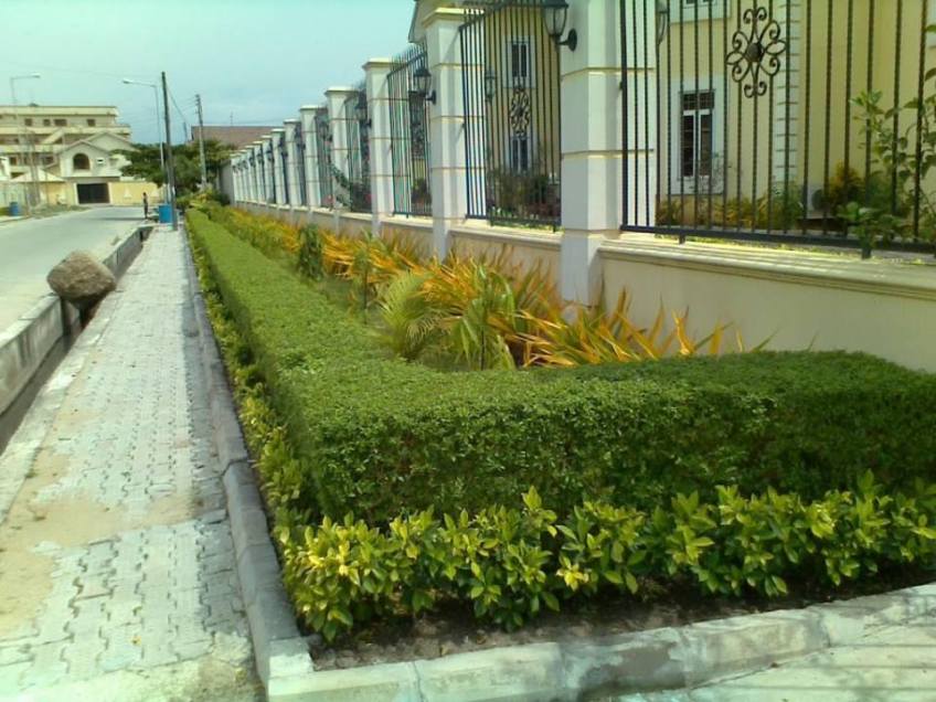 For Your Horticulture Services Call: 2347025422201 Or Peter 2348188876528 Email: bummyla@gmail.com https://www.bummyla.com