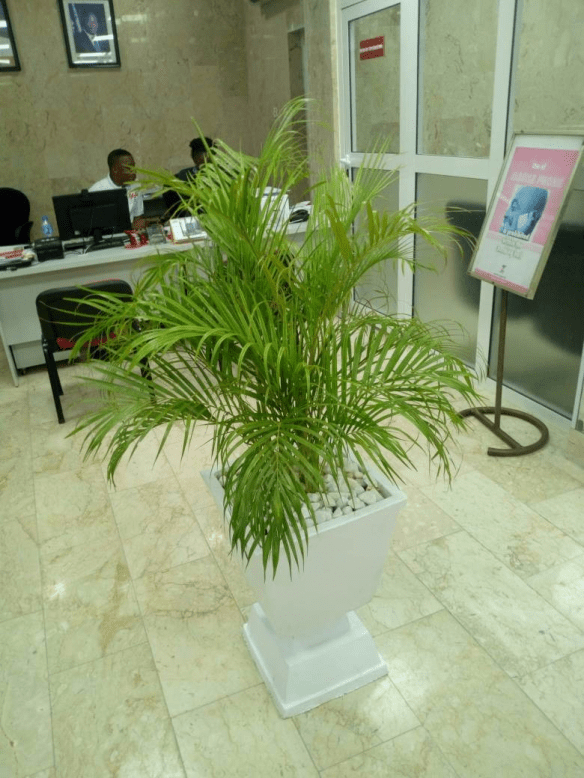 Call For Your Horticulturist: Call: 2347025422201  Or Peter 2348188876528  Email: bummyla@gmail.com https://www.bummyla.com 