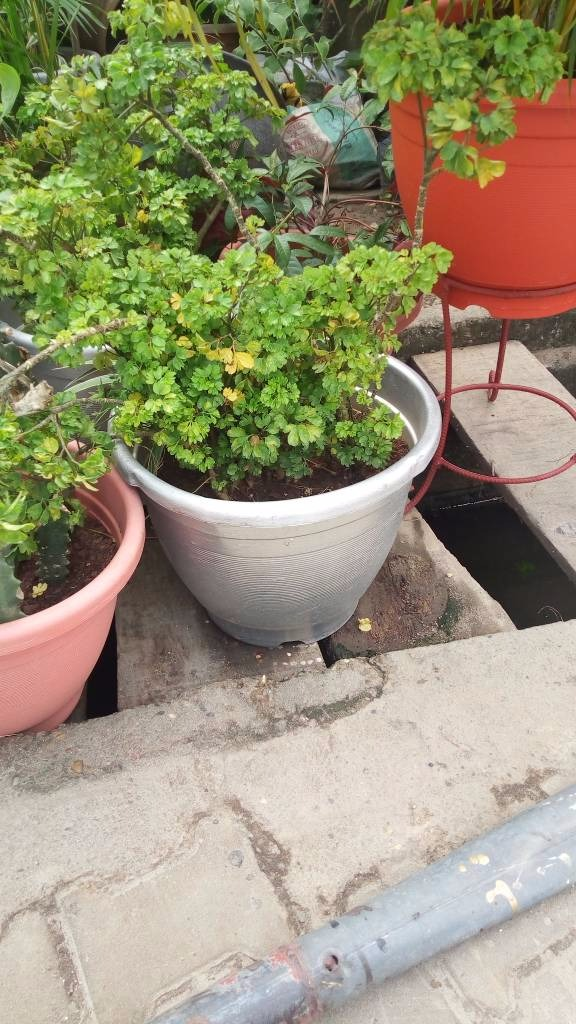 Call: 2347025422201 Or Peter 2348188876528 Email: bummyla@gmail.com https://www.bummyla.com