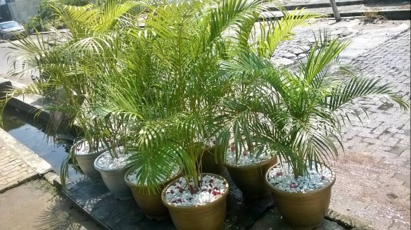 For Your Home Garden Horticultural Services. Call: 2347025422201  Or Peter 2348188876528  Email: bummyla@gmail.com https://www.bummyla.com 