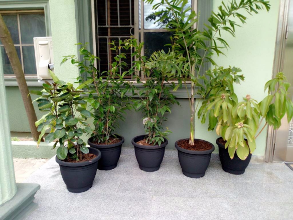 For Your Landscaping And Horticulture In Lekki Phase 1, Lagos, Lagos State Nigeria: Call: 2347025422201 Or Peter 2348188876528 Email: bummyla@gmail.com https://www.bummyla.com