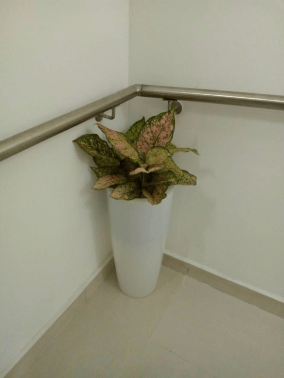 Call For Your Horticulturist: Call: 2347025422201  Or Peter 2348188876528  Email: bummyla@gmail.com https://www.bummyla.com 