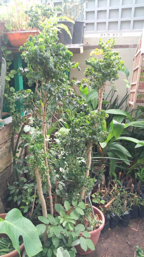 Call: 2347025422201 Or Peter 2348188876528 Email: bummyla@gmail.com https://www.bummyla.com 