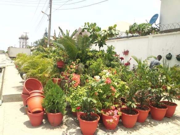 For Your Lekki Garden Maintenance Services. Call: 2347025422201  Or Peter 2348188876528  Email: bummyla@gmail.com https://www.bummyla.com 