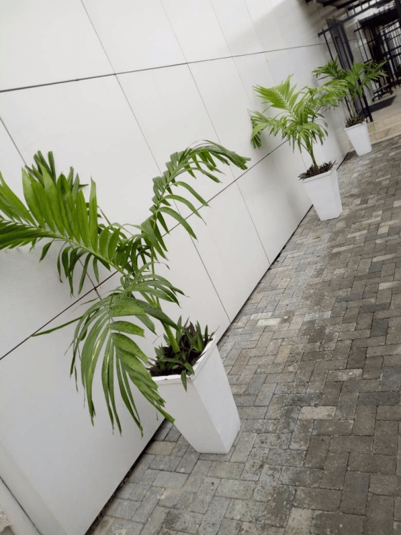 Call For Your Horticulturist: Call: 2347025422201  Or Peter 2348188876528  Email: bummyla@gmail.com https://www.bummyla.com 