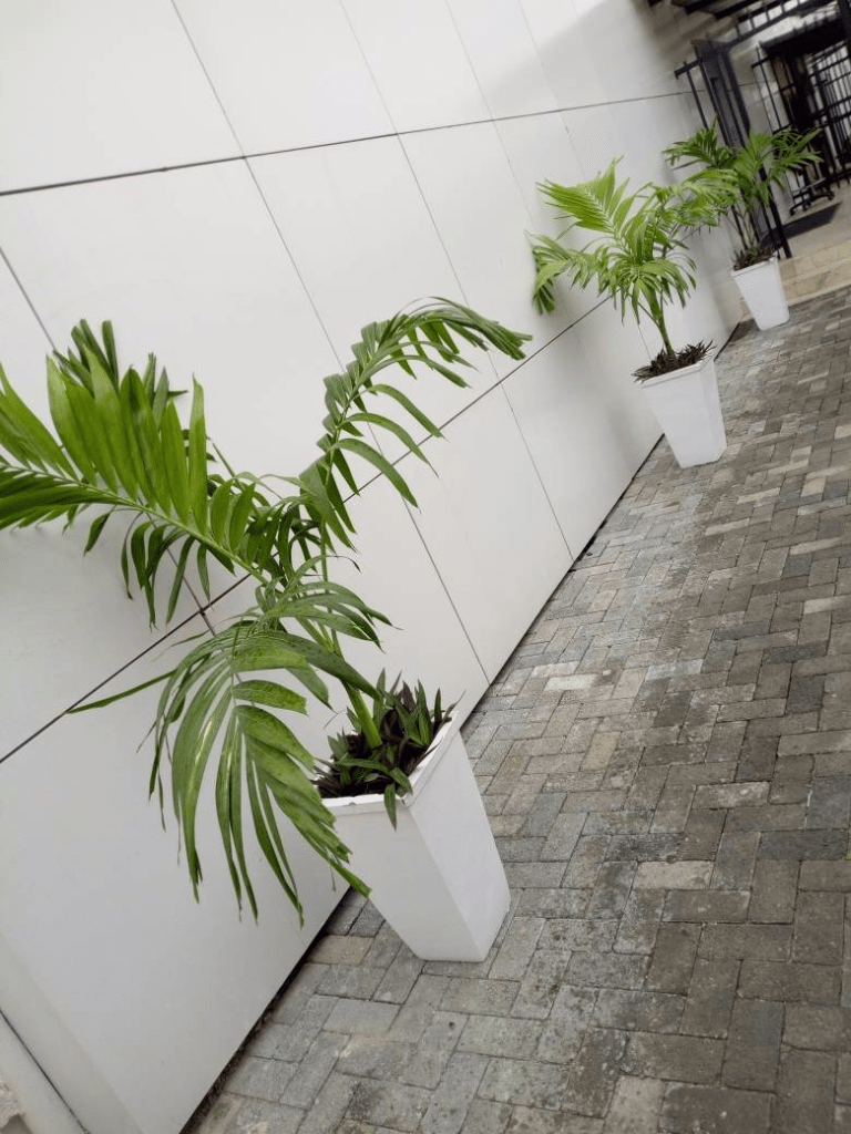 Call For Your Horticulturist: Call: 2347025422201 Or Peter 2348188876528 Email: bummyla@gmail.com https://www.bummyla.com