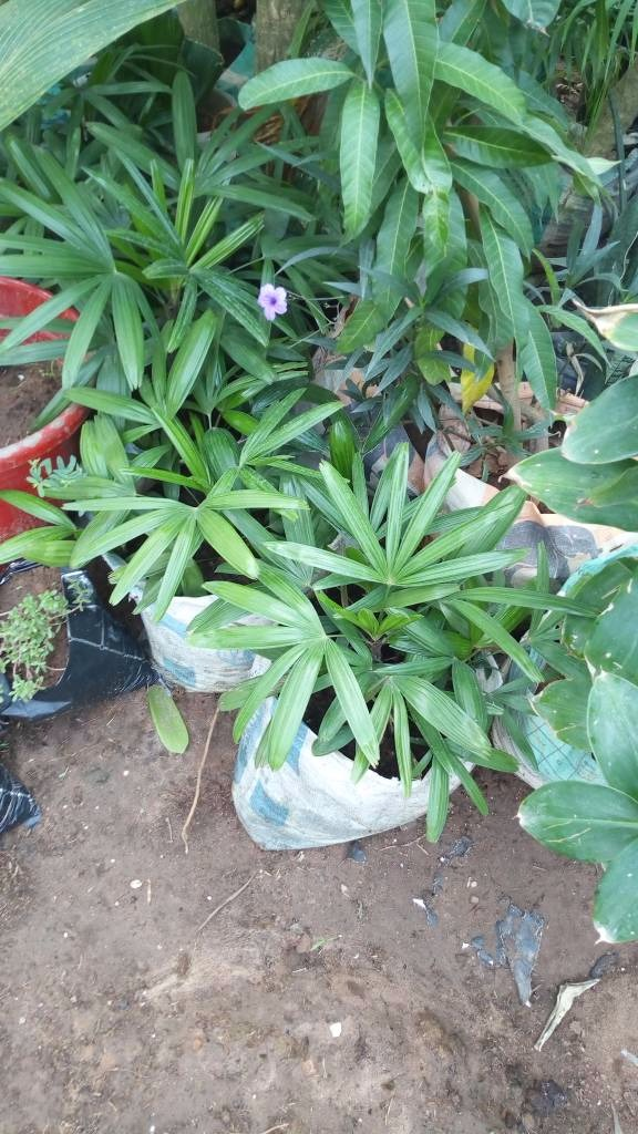 Call: 2347025422201 Or Peter 2348188876528 Email: bummyla@gmail.com https://www.bummyla.com