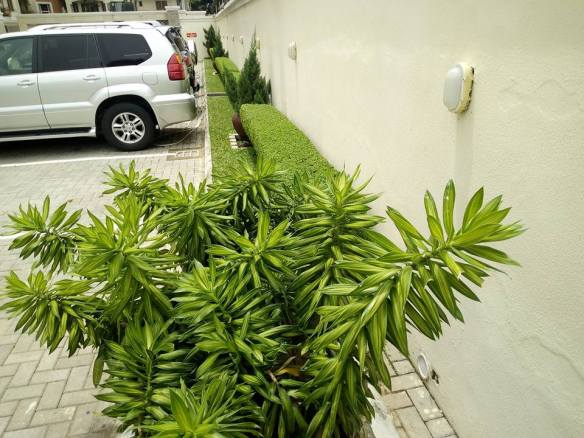 For Your Home Garden Horticultural Services. Call: 2347025422201  Or Peter 2348188876528  Email: bummyla@gmail.com https://www.bummyla.com 