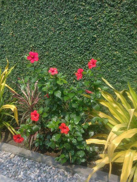 For Your Horticulture Services Call: 2347025422201 Or Peter 2348188876528 Email: bummyla@gmail.com https://www.bummyla.com