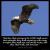 Isaiah_40-31: But they that wait upon the LORD shall renew their strength; they shall mount up with wings as eagles; they shall run, and not be weary; and they shall walk, and not faint