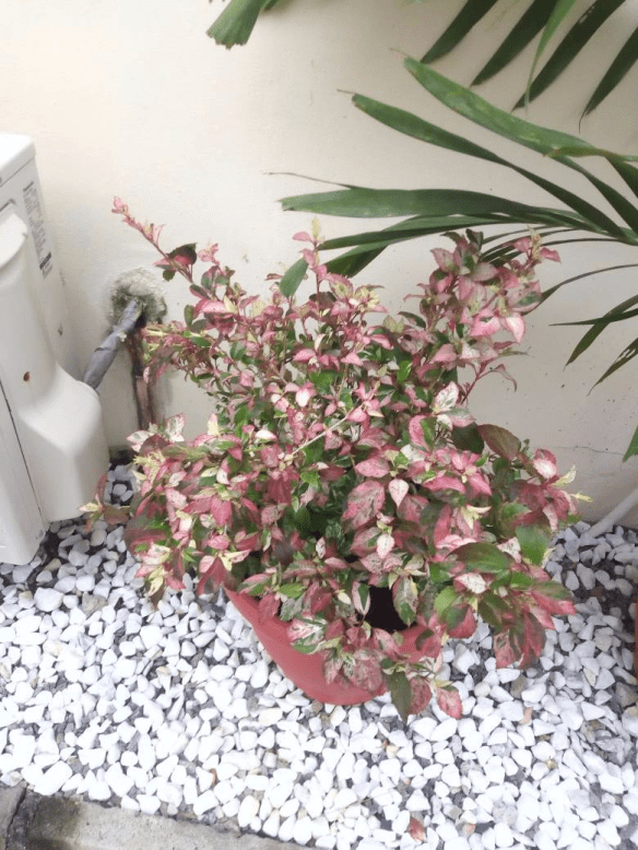 Call For Your Potted Plants In Lekki Phase 1, Lagos, Lagos State Nigeria: Call: 2347025422201  Or Peter 2348188876528  Email: bummyla@gmail.com https://www.bummyla.com 