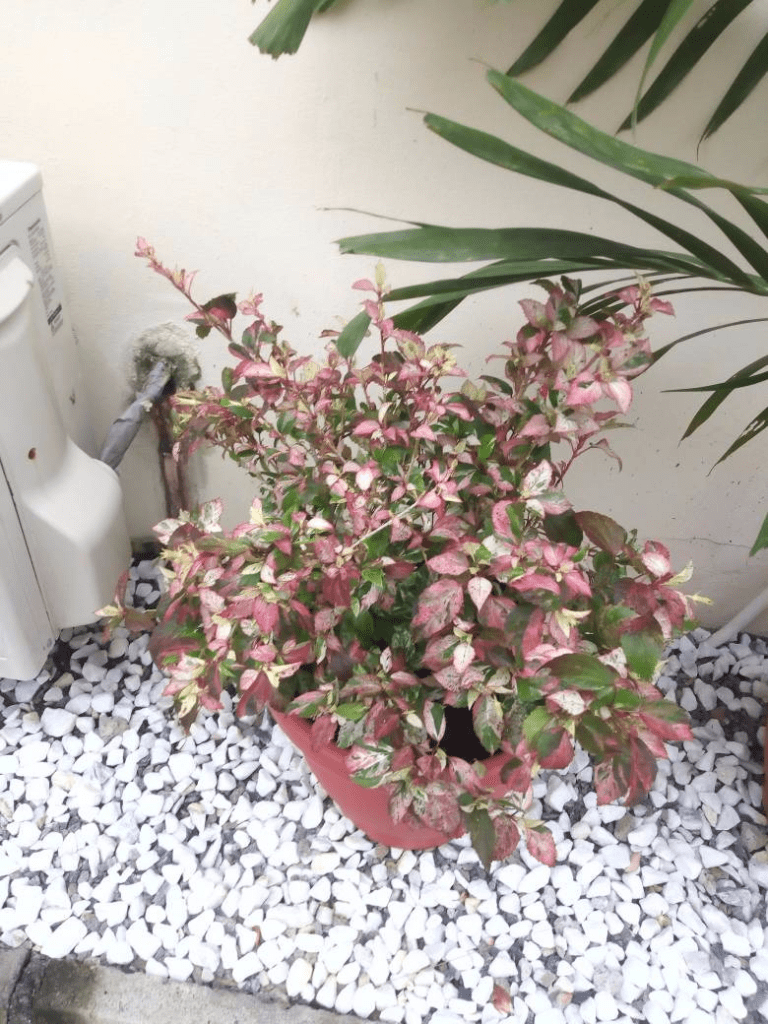 Call For Your Potted Plants In Lekki Phase 1, Lagos, Lagos State Nigeria: Call: 2347025422201 Or Peter 2348188876528 Email: bummyla@gmail.com https://www.bummyla.com