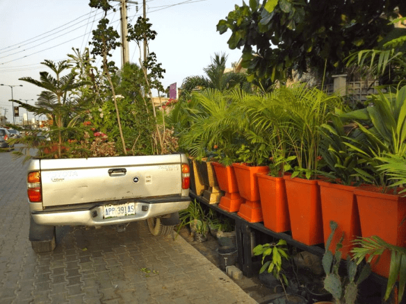 Call For Your Potted Plants In Lekki Phase 1, Lagos, Lagos State Nigeria: Call: 2347025422201  Or Peter 2348188876528  Email: bummyla@gmail.com https://www.bummyla.com 