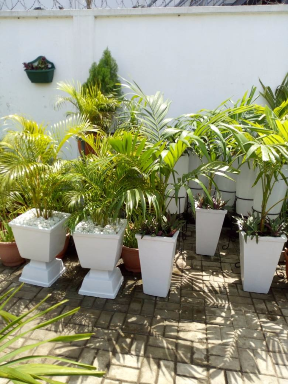 Call For Your Horticulturist: Call: 2347025422201  Or Peter 2348188876528  Email: bummyla@gmail.com https://www.bummyla.com 