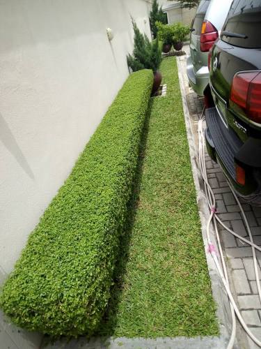 For Your Home Garden Horticultural Services. Call: 2347025422201 Or Peter 2348188876528 Email: bummyla@gmail.com https://www.bummylabackup.com
