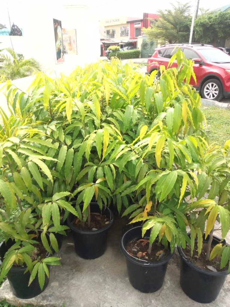 For Your General Garden Maintenance. Call: 2347025422201 Or Peter 2348188876528 https://www.bummyla.com