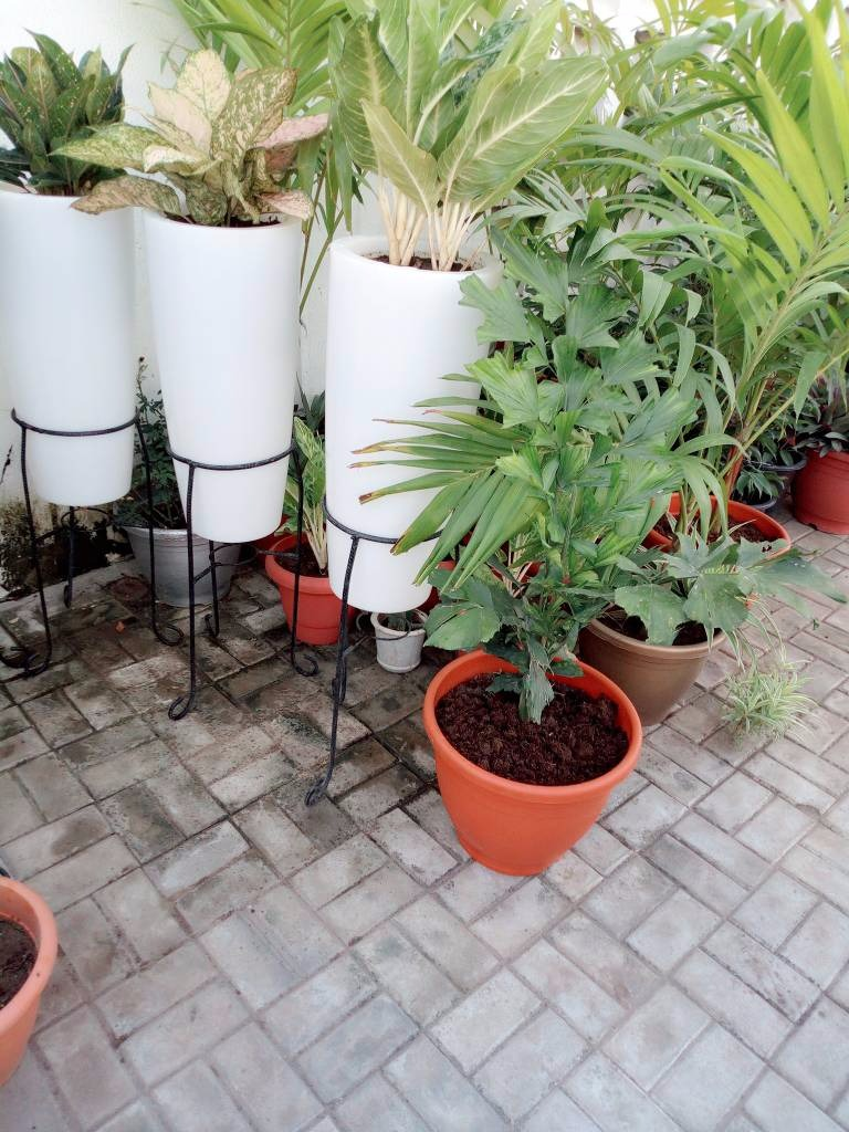 Call For Your Potted Plants In Lekki Phase 1, Lagos, Lagos State Nigeria: Call: 2347025422201 Or Peter 2348188876528 Email: bummyla@gmail.com https://www.bummyla.com