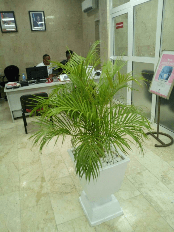 Call For Your Horticulturist: Call: 2347025422201  Or Peter 2348188876528  Email: bummyla@gmail.com https://www.bummyla.com 