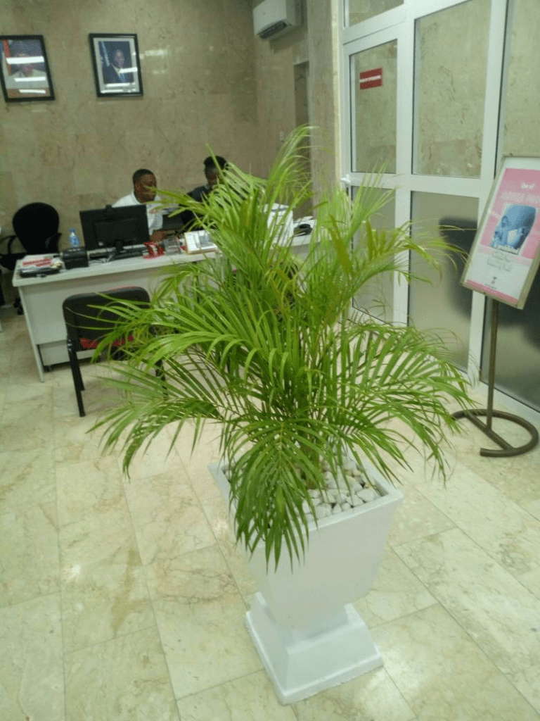 Call For Your Horticulturist: Call: 2347025422201 Or Peter 2348188876528 Email: bummyla@gmail.com https://www.bummyla.com