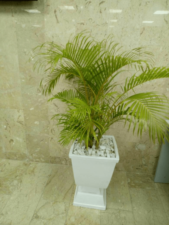 Call For Your Horticulturist: Call: 2347025422201  Or Peter 2348188876528  Email: bummyla@gmail.com https://www.bummyla.com 