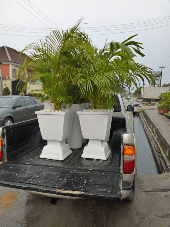 Call For Your Horticulturist: Call: 2347025422201  Or Peter 2348188876528  Email: bummyla@gmail.com https://www.bummyla.com 