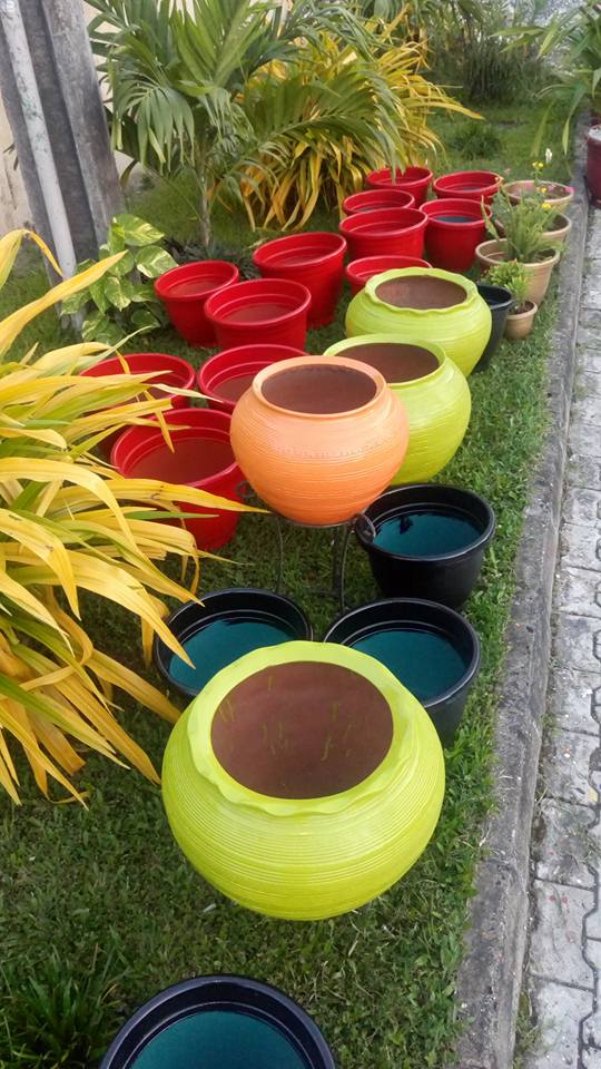 For Your Horticulture Services Call: 2347025422201  Or Peter 2348188876528  Email: bummyla@gmail.com https://www.bummyla.com 