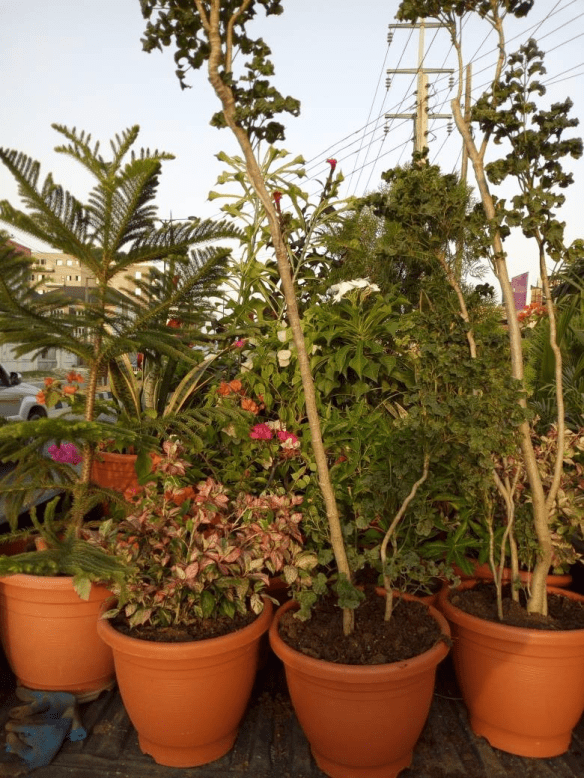 Call For Your Potted Plants In Lekki Phase 1, Lagos, Lagos State Nigeria: Call: 2347025422201  Or Peter 2348188876528  Email: bummyla@gmail.com https://www.bummyla.com 